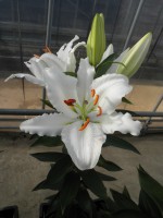 [1872 Valdez Mak No01.JPG]